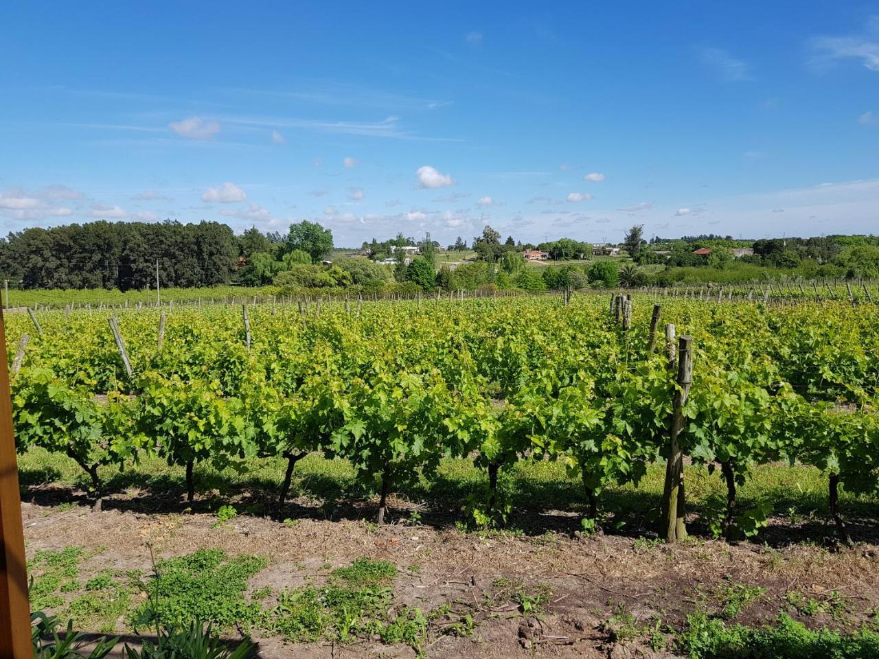 Pizzorno Lodge & Wine Progreso Eksteriør billede